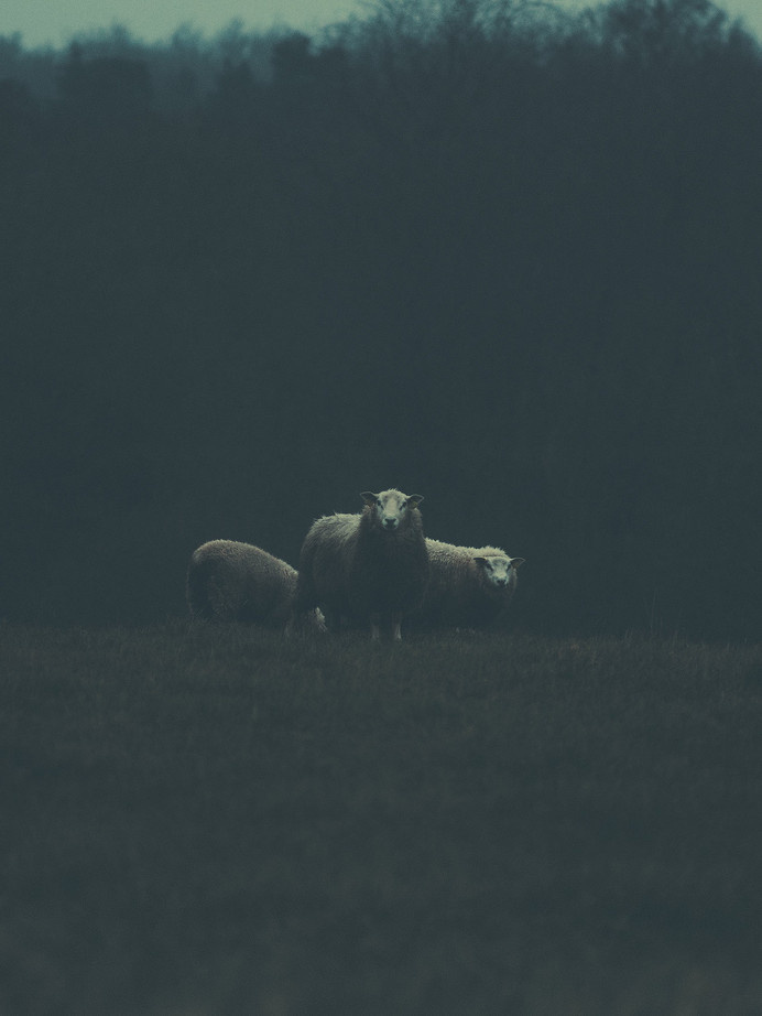 Limited Edition Print by Pale Grain #print #artwork #photograph #denmark #faaborg #sheep #animals