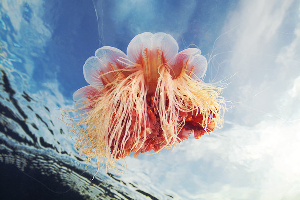 Amazingly Detailed Underwater Photography #color #fish #jellyfish #photography #underwater