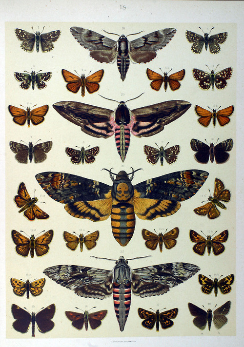 fly fly #moths