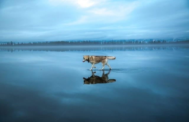 Siberian Husky On A Frozen Lake_12 #beauty #frozen #husky #winter #photography #reflection #lake #blue #ice #dog