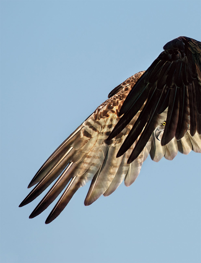 The Winners of the 2016 Audubon Photography Contest