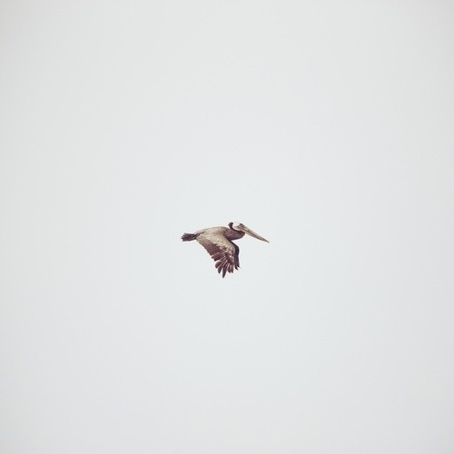 I'm Not Wordy™ #flight #pelican #bird #flying #photography #animal