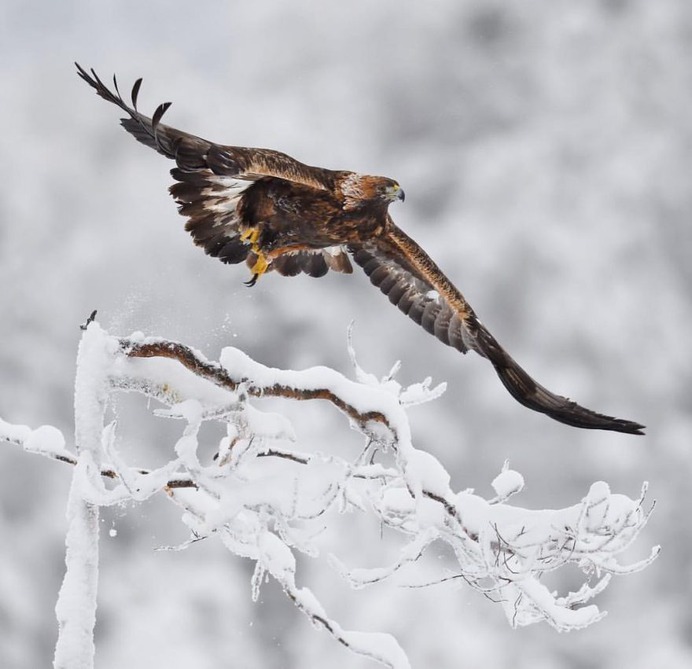 #kings_birds: Fascinating Bird Photography by Staffan Widstrand