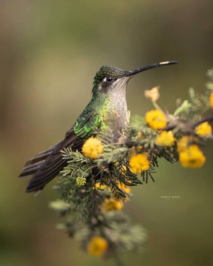 #birdsofinstagram: Fantastic Birds Photography by Mario Wong