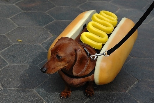 haha lekker hotdogje
