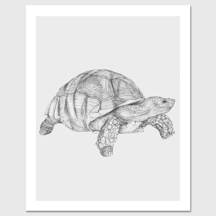 "The Tortoise" by Kyle Naylor #Tortoise #illustration