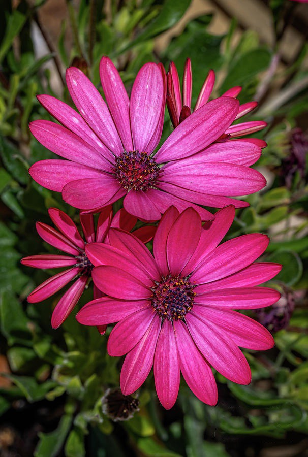 daisy painting & daisy paint by number #painting