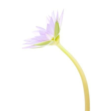 MA39 #flower #photography