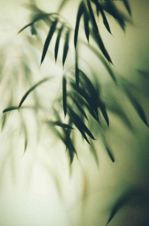 marionberrin 04 #foliage #plants #focus #window #trees