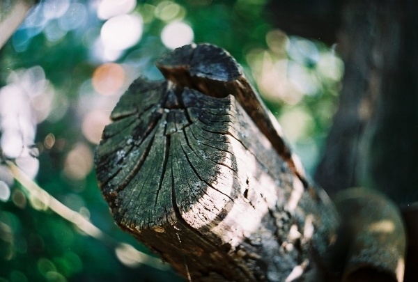 red ink on paper #old #tree #texture #wood #film #macro