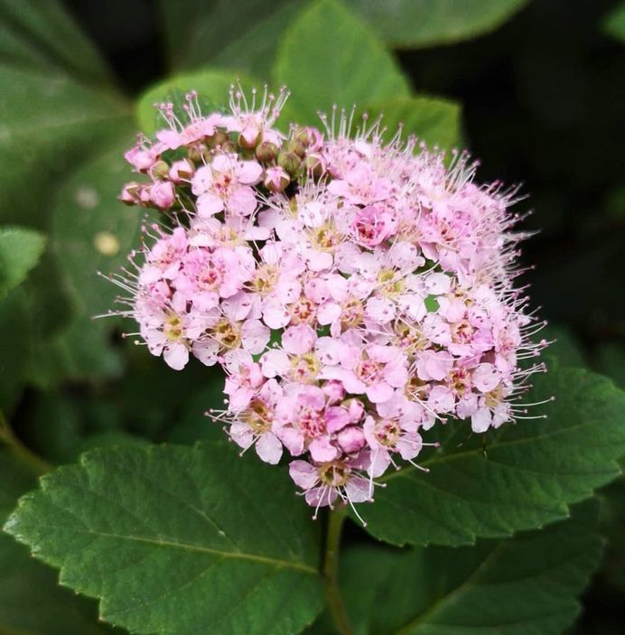 Filipendula Flower Picture