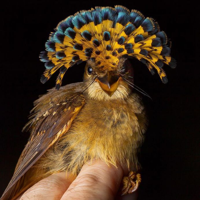 #birdstagram: Wonderful Bird Photography by Sean Graesser