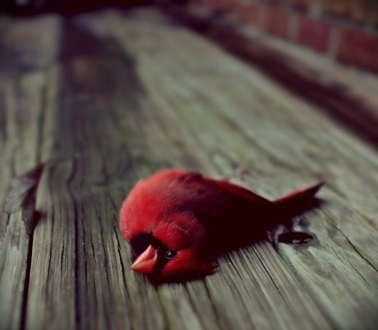 All sizes | Untitled | Flickr - Photo Sharing! #colourful #red #bird #wood #dead #sad