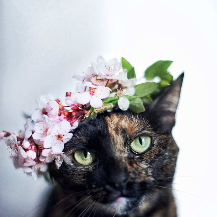 Magdalena GrzeÅ›kowiak Captures Her Cat Through The Seasons