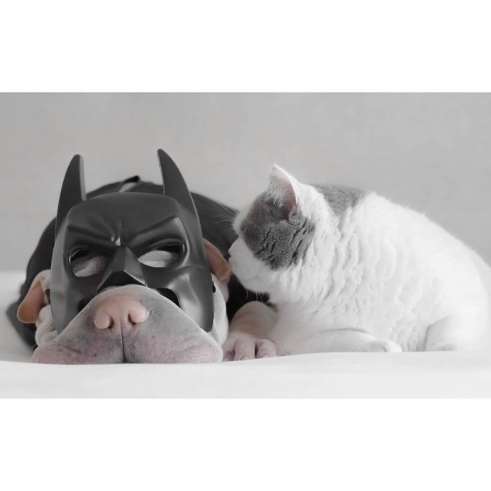 Annie Jacob Captures Unconventional Friendship Between A Shar Pei And His Cat