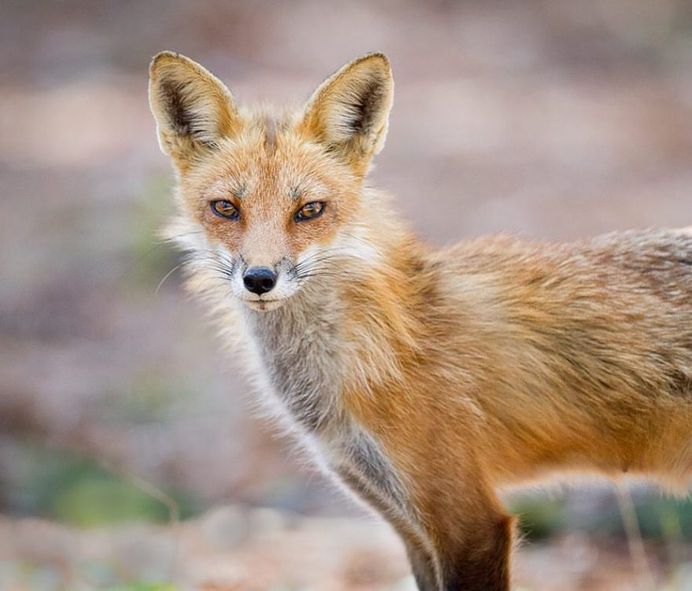Unforgettable Portraits of Wild Animals by Melissa Groo