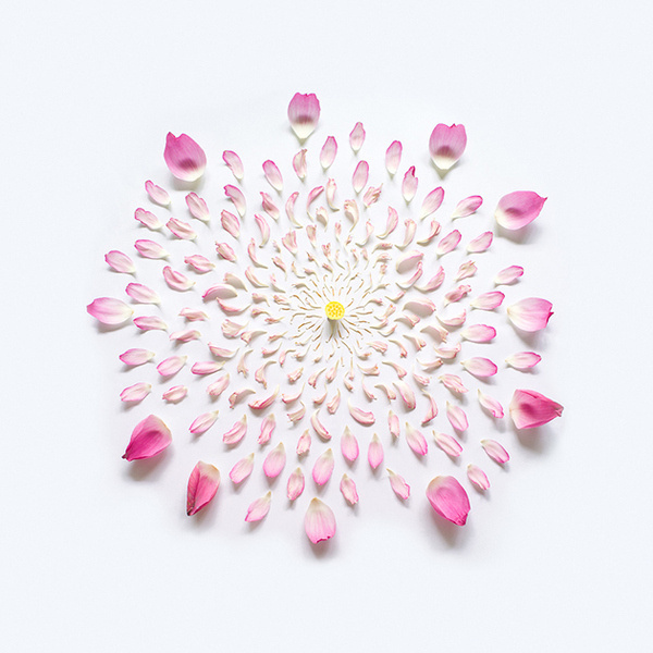 Lotus Exploded 01, Singapore #pink #photography #flowers