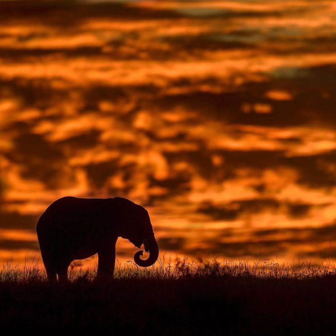 Wildlife Action Photography by Varun Aditya