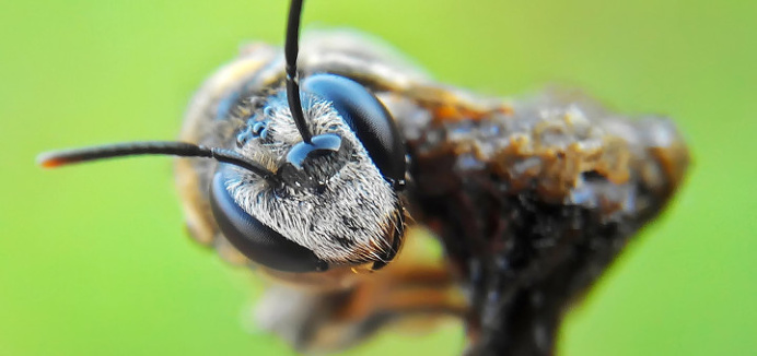 Stunning Macro Photography of Insects by Okqy Setiawan #macro #photography #insect
