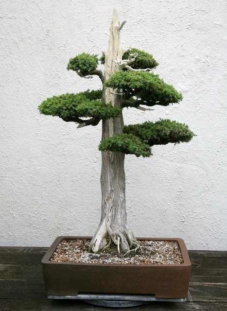 Bonsai