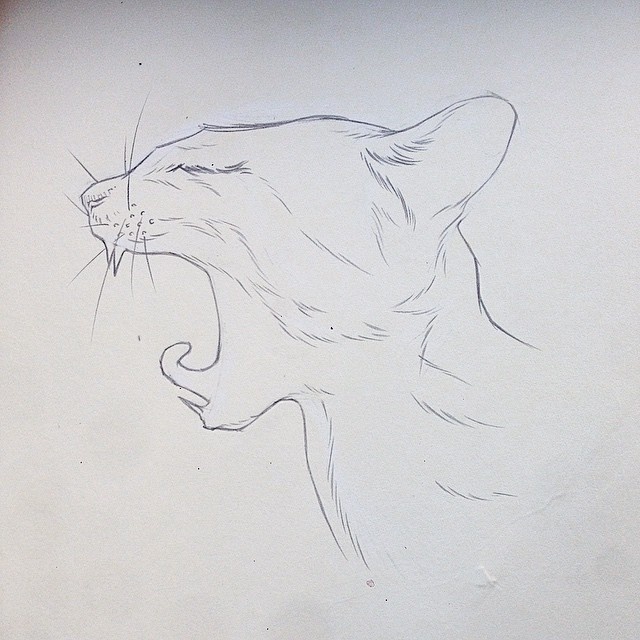 Pencil, Sketch, Illustration, Cat, Micheal Hanly #illustration #cat