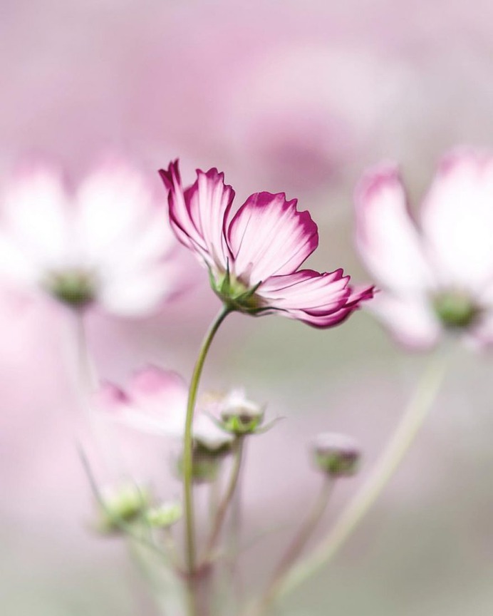 #flowerstagram: Creative Flowers Photography by Hiko Takahashi