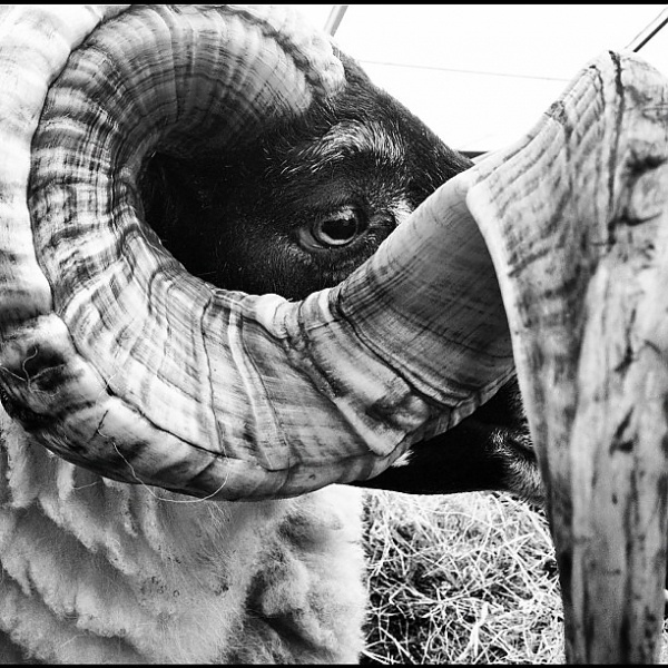 Ollie Hooper #white #black #horns #farm #show #animals #sheep #ram
