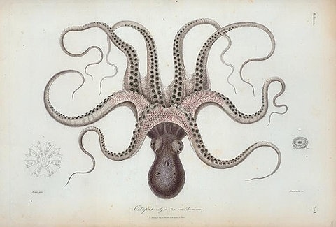 FFFFOUND! | for me, for you #octopus