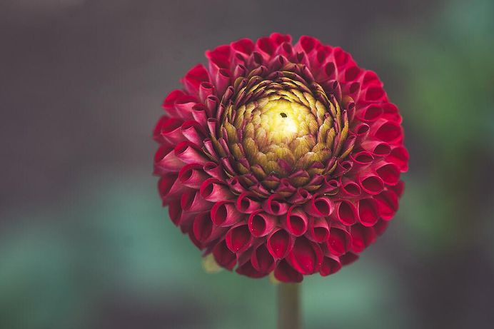 Beautiful Close-Up Flowers Pictures by Lisa Briand