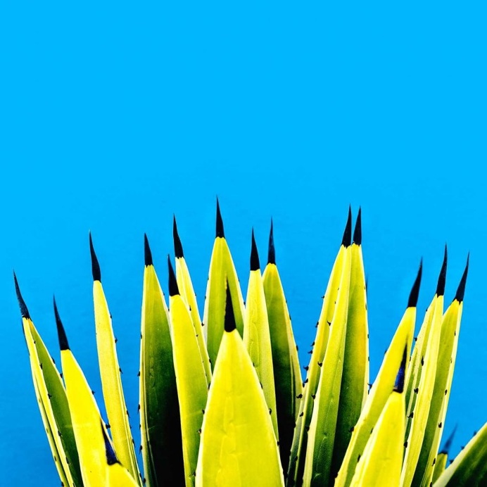 Minimalist and Colorful Cactus Photography by Evgeniya Porechenskaya