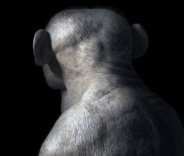 More Than Human31 http://www.fubiz.net/2012/10/30/more-than-human/ #head #monkey