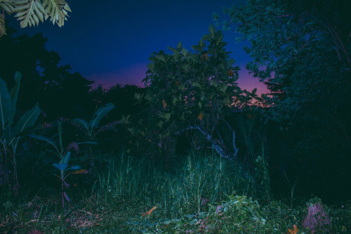jungle