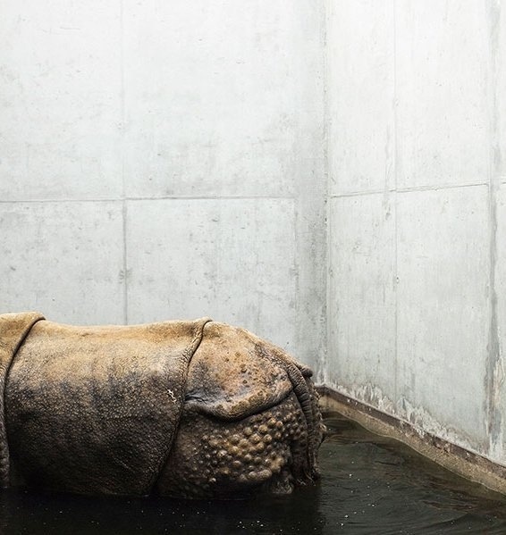 Melancholia i smutek zwierząt z ogrodów zoologicznych na poruszających zdjęciach | Fotoblogia.pl #photo #rhino #zoo #structure
