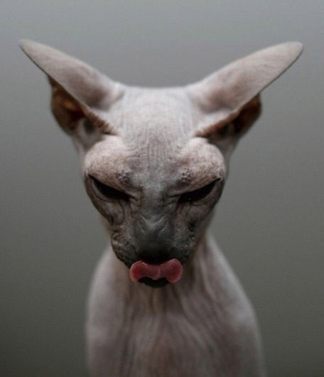 http://b-u-i-l-d.tumblr.com/ #build #tumblr #cat