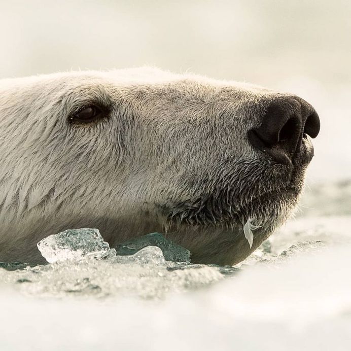 Photographer Audun Lie Dahl Captures Stunning Arctic Wildlife