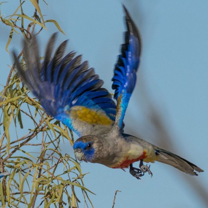 #birdstagram: Striking Bird Photography by Michael Jury