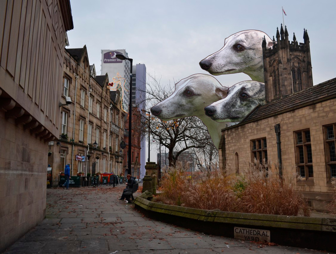 Greyhounds in Manchester by Maria Umiewska feat.Nadia Konina