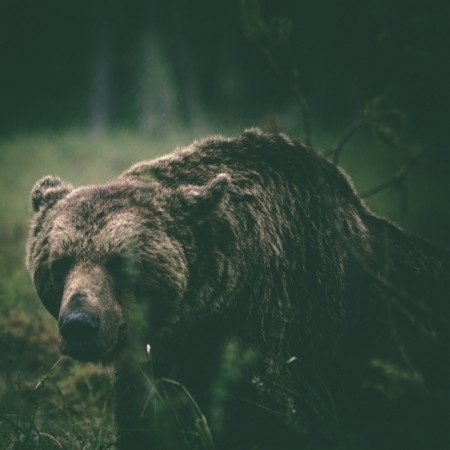 GO 70° NORTH: Alexander Kopatz #bear #photography #nature