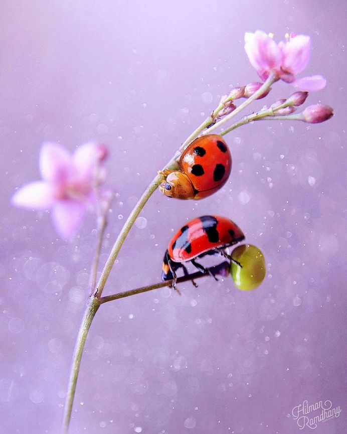 Insanely Detailed Macro Photos Of Insects by Hilman Ramdhany