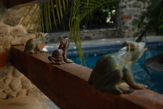 Report Comment #frogs #picture #nature