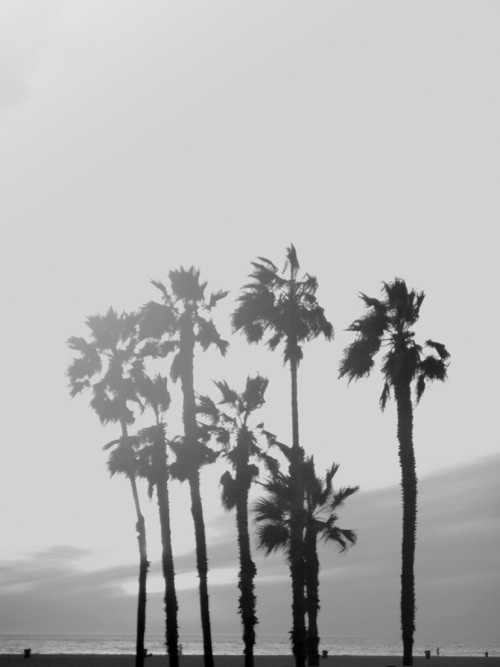 _CA __california ___palms, venice beach PHOTOGRAPHIE © [ catrin mackowski ]