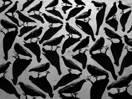 Pigeon Shadows - Imgur #photo #bird
