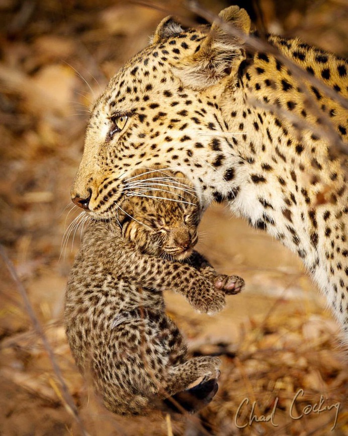 Amazing Wild Animals Portraits by Chad Cocking