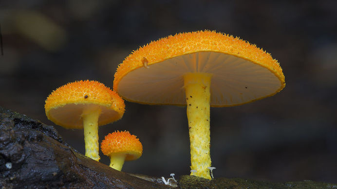 World Of Australian Mushrooms Photography by Steve Axford #nature photography #Mushroom photos #macro photography
