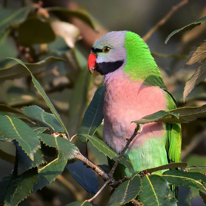 #bird_brilliance: Adorable Birds Photography by Vishal Monakar