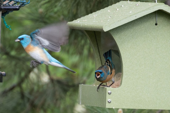 Lazuli Bunting