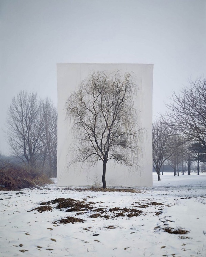Framed Trees in South Korea by Myoung Ho Lee