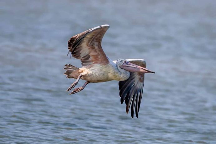 #indianbirds: Colorful Birds Photography by Balaji Krishnan