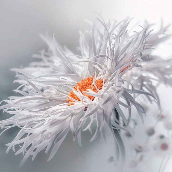 Flowers of Russia: Wonderful Flowers Photography by Vladimir Kniazev