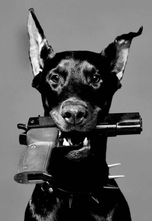 Dog #stamp #chris #taylor #steven #awesome